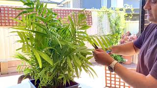 How to Tidy Up a Parlour Palm  Parlour Palm Care Tips  Chamaedorea Elegans [upl. by Odessa875]