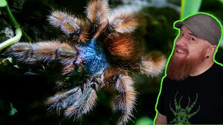 Antilles Pinktoe Tarantula Rehouse  Caribena versicolor [upl. by Ognimod]