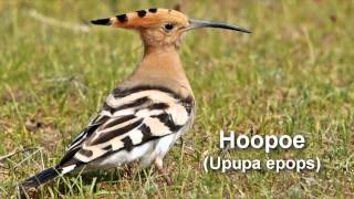 Hoopoe Bird Call and Pictures for Teaching BIRDSONG [upl. by Norrv]