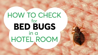 How to Check for Bed Bugs in a Hotel Room  Consumer Reports [upl. by Stafani]