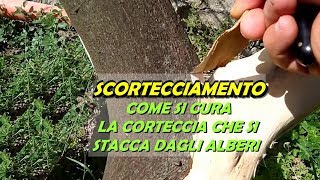 SCORTECCIAMENTO COME SI CURA LA CORTECCIA STACCATA DAGLI ALBERI [upl. by Thurlough630]