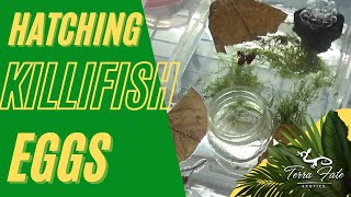 Hatching Killifish Eggs  Methods amp Initial Care [upl. by Aneetsirk]