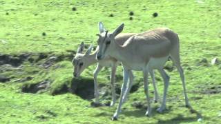 Perzische Kropgazelle Safaripark Beekse Bergen [upl. by Tyrone]