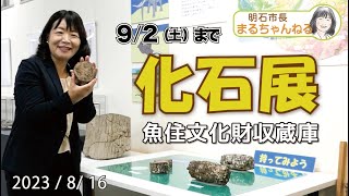 「化石展」 9月2日まで開催中 魚住文化財収蔵庫 2023年8月16日 [upl. by Deirdre]