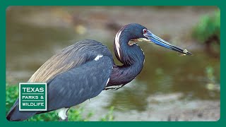 PBS Trailer  Bird Migration Fishing for Drum amp Saving Baffin Bay [upl. by Preiser]