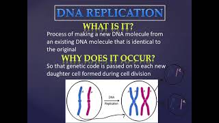 DNA Replication [upl. by Astera]