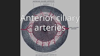 Anterior ciliary arteries [upl. by Ateloj104]