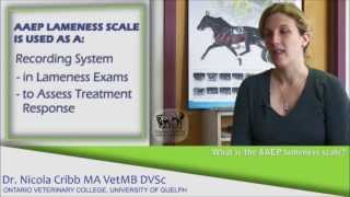 What are the signs a horse may be lame  Dr Nicola Cribb [upl. by Enyawed]