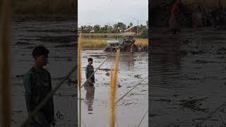 Fishing for snake head catfish anabas [upl. by Bergman813]