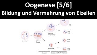 Oogenese Bildung und Vermehrung von weiblichen Geschlechtszellen  Keimzellen  Eizellen  56 [upl. by Suzy]