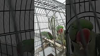 My parrot eating guavamyparrotmypetparroteatingparrotvideoshortsvideopetvideosyoutubeshorts [upl. by Mallen]