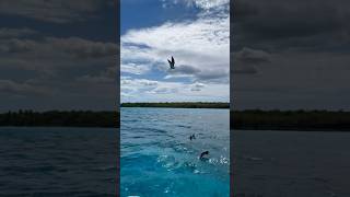 Leo Rojas  El Condor Pasa [upl. by Faythe775]