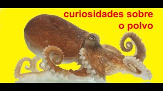 Curiosidades sobre o polvo [upl. by Annawek98]