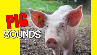 Pig Sound Effects [upl. by Ppilihp835]