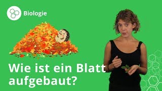 Blätter von Pflanzen Aufbau und Funktion – Biologie  Duden Learnattack [upl. by Aleek]