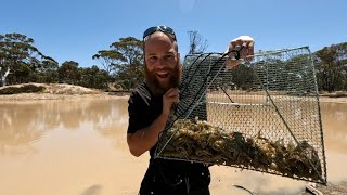 CATCH and COOK wheat belt YABBYs crawfish crawdad [upl. by Binky]