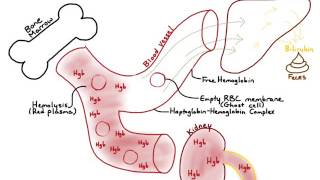 IV Hemolysis [upl. by Attenborough]