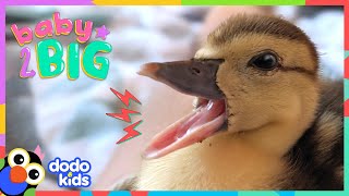 Watch This Duck Hatch From Her Egg And Grow SO BIG  Dodo Kids  Baby 2 Big [upl. by Eiboj]