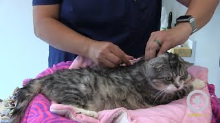 How to Administer Insulin to Your Cat at Home [upl. by Okir645]