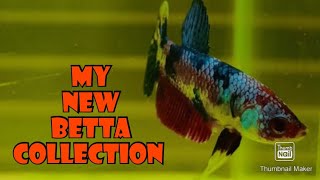 New betta collection  Nemocandy betta collection [upl. by Lynne]