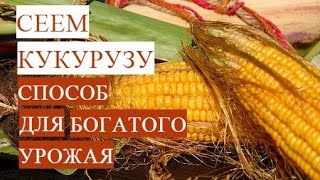 Посадка Кукурузы Проверенный Способ для Богатого Урожая [upl. by Etka545]