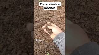 Cómo sembrar rábanos con Soy de Rancho [upl. by Marienthal]