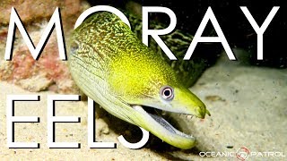 Moray Eels in Hawaii  HD Ocean Documentary  Oceanic Patrol [upl. by Nelyak]