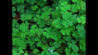 Identifying Wood Sorrel Oxalis acetosella [upl. by Atterrol495]