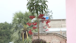 Ardisia plant  New collection grow and care [upl. by Ide]