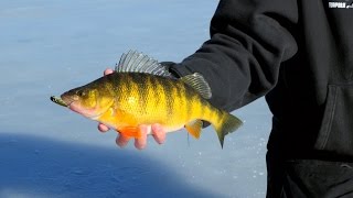 Worldclass Ice Fishing  Giant Idaho Perch  In Depth Outdoors Season 9 Episode 10 [upl. by Tjaden576]