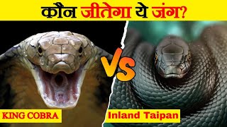 Inland Taipan Vs King Cobra  Who Would Win The Fight  Most Venomous Snakes  Wild Glows [upl. by Etsirhc]