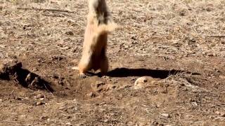 Prairie Dogs JumpYip [upl. by Arenat]