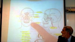 ANATOMY RESPIRATORY SYSTEM by Professor Finkwmv [upl. by Bertolde]