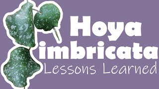 Hoya imbricata  Lessons Learned 2020 [upl. by Odla]