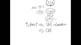 Smooth Muscle Contraction and Relaxation MLCKMLCP  USMLE Step 1 [upl. by Hamish249]