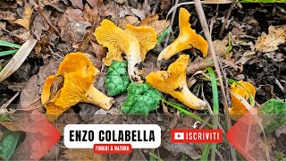 Galletti 1° febbraio 2024 🐓🍄 Gli ultimi funghi della stagione [upl. by Ardnassak71]