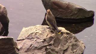 Birds Of NewfoundlandCedar WaxwingBombycilla cedrorum [upl. by Singhal]