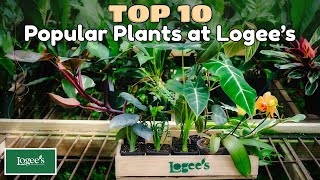 The Top 10 Most Popular Houseplants at Logees [upl. by Wehrle243]