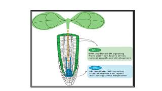 Brassinosteroids Video No 528 [upl. by Iverson]