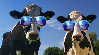 Funny Cow Dance 4  Cow Dance Song Videos 10 [upl. by Balcer]