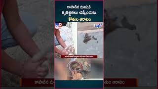 iSmart News  కాపాడిన మనిషికి కృతజ్ఞతలు చెప్పేందుకు కోతుల ఆరాటం  TV9 [upl. by Ysteb]