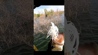 Postspawn Bass at Roosevelt Lake  Swimjig Bass Fishing [upl. by Sherri141]