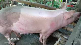 British Landrace Pig  Facts  All You Need To Know [upl. by Lemrahc]