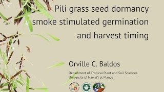 Pili grass seed dormancy smokestimulated germination and harvest timing [upl. by Nairrod]