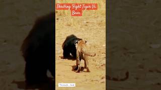 Thrilling Fight Tiger Vs Bear [upl. by Hak]