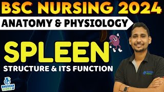 spleen anatomy and physiology  function of spleen  bsc nursing 1st sem  structure of spleen [upl. by Essirehc707]