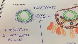 Formation of placenta difference betweencytotrophoblast and syncytial trophoblast [upl. by Etrem231]