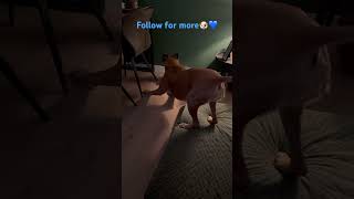 French bulldog puppy challenges boxer dog🤣🐶💙funny puppy frenchbulldog [upl. by Ydualc]