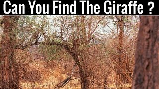 Can You Find All The Hidden Animals  Optical Illusions  Brain Teasers [upl. by Nibroc]