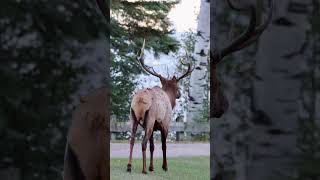 Which one is Better watch youtubeshorts nature elk [upl. by Ambrosane]